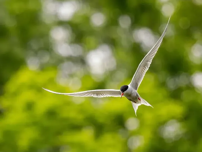 Framed Print : Common tern in flight against a background of greenery Framed Print : Common tern in flight against a background of greenery