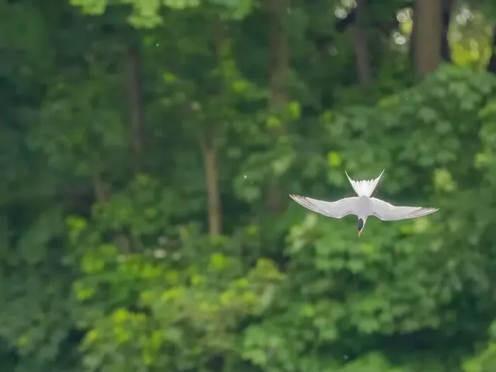 Framed Print : Common tern in flight against a background of greenery Framed Print : Common tern in flight against a background of greenery