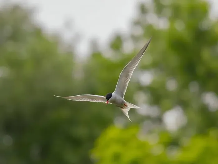 Framed Print : Common tern in flight against a background of greenery Framed Print : Common tern in flight against a background of greenery