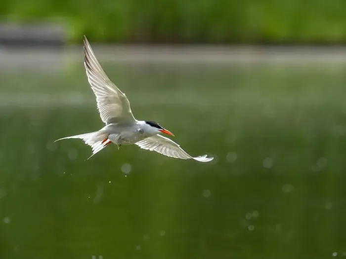 Framed Print : Common tern in flight against a background of water Framed Print : Common tern in flight against a background of water