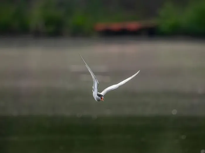 Framed Print : Common tern in flight against a background of water Framed Print : Common tern in flight against a background of water