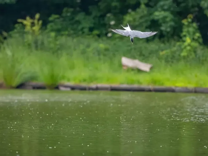 Framed Print : Common tern in flight against a background of water Framed Print : Common tern in flight against a background of water