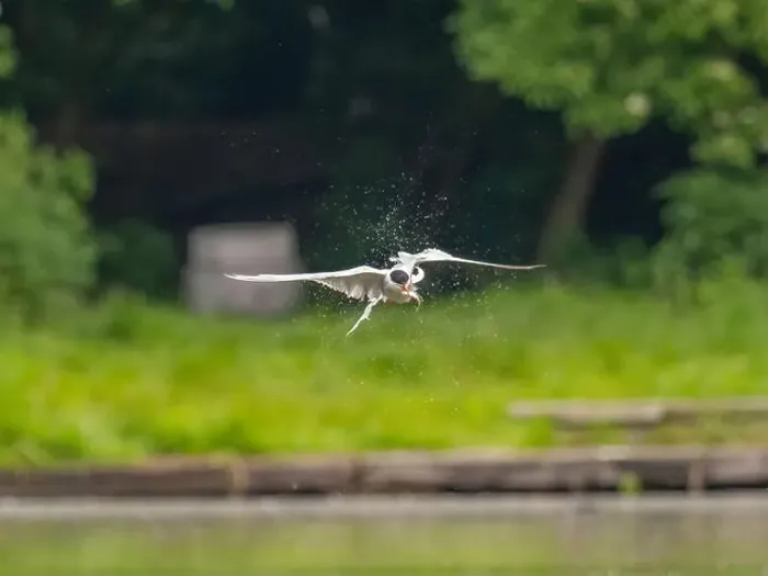 Framed Print : Common tern in flight catching a fish in its beak Framed Print : Common tern in flight catching a fish in its beak