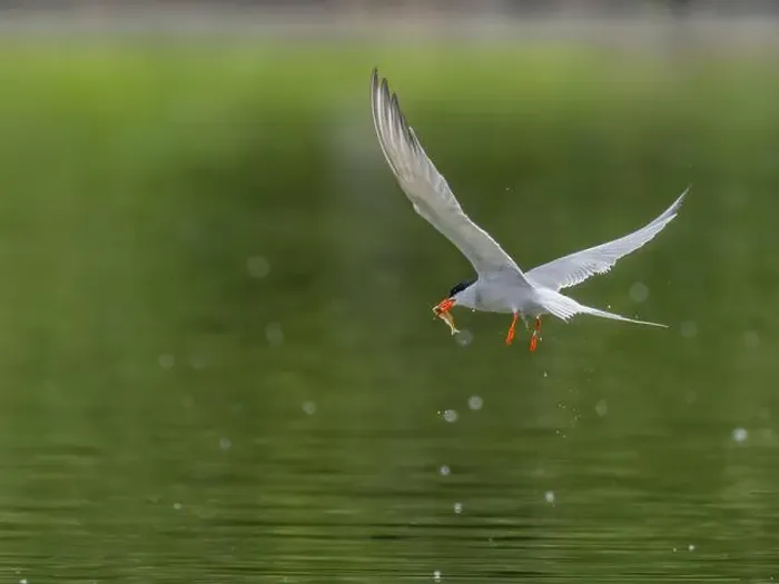 Framed Print : Common tern in flight catching a fish in its beak Framed Print : Common tern in flight catching a fish in its beak
