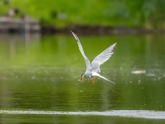 Framed Print : Common tern in flight catching a fish in its beak Framed Print : Common tern in flight catching a fish in its beak