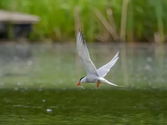 Framed Print : Common tern in flight catching a fish in its beak Framed Print : Common tern in flight catching a fish in its beak