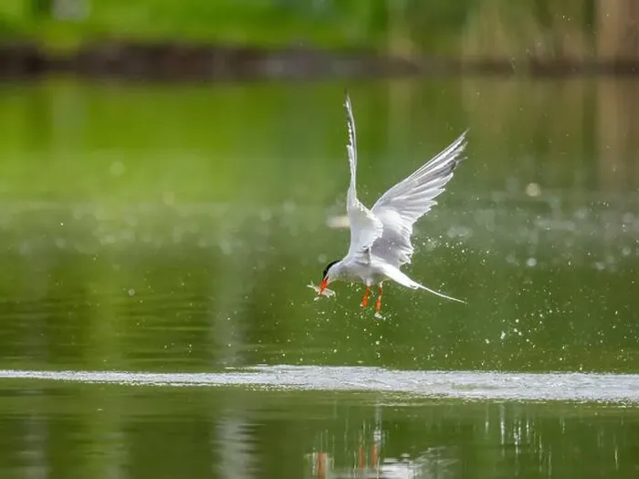 Framed Print : Common tern in flight catching a fish in its beak Framed Print : Common tern in flight catching a fish in its beak