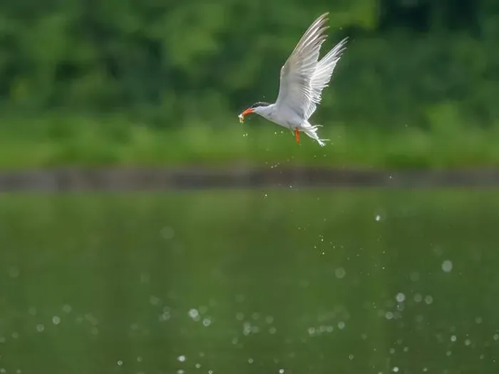 Framed Print : Common tern in flight catching a fish in its beak Framed Print : Common tern in flight catching a fish in its beak