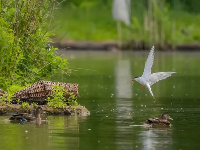 Framed Print : Common tern in flight catching a fish in its beak