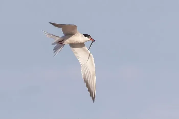Framed Print : common tern (Sterna hirundo) in summer Framed Print : common tern (Sterna hirundo) in summer