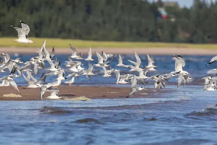 Framed Print : common tern (Sterna hirundo) in summer Framed Print : common tern (Sterna hirundo) in summer