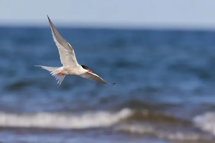 Framed Print : common tern (Sterna hirundo) in summer Framed Print : common tern (Sterna hirundo) in summer