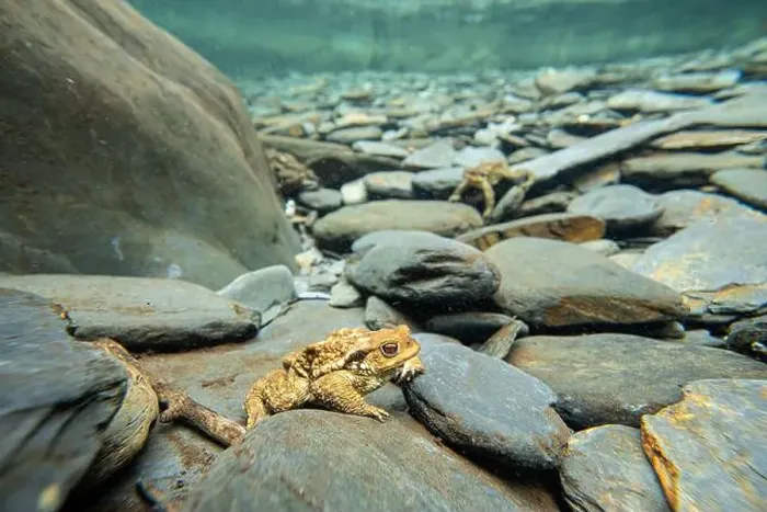Framed Print : A common toad or Bufo bufo rests among river stones underwater Framed Print : A common toad or Bufo bufo rests among river stones underwater