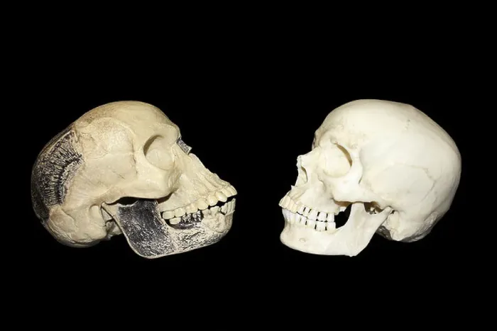Framed Print : Comparison Between The Piltdown Man Hoax Skull vs Modern Man Homo sapiens Framed Print : Comparison Between The Piltdown Man Hoax Skull vs Modern Man Homo sapiens