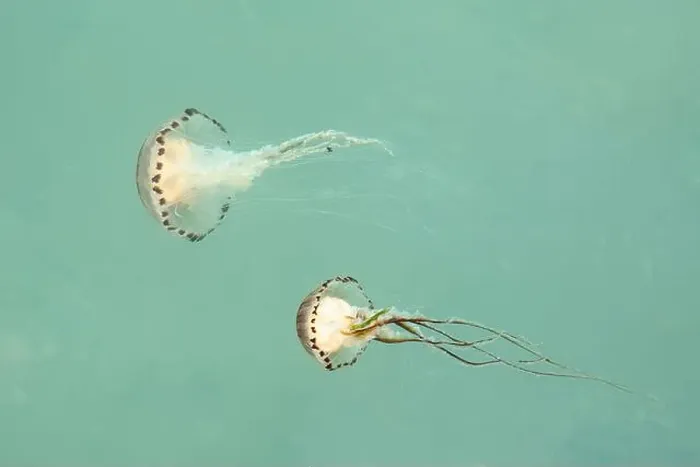 Framed Print : Two compass jellyfish, Chrysaora hysoscella, in the Atlantic Ocean Framed Print : Two compass jellyfish, Chrysaora hysoscella, in the Atlantic Ocean