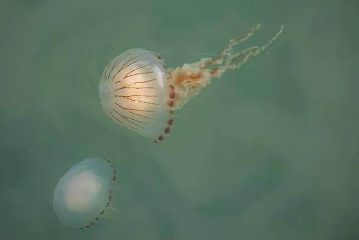 Framed Print : Compass jellyfish, Chrysaora hysoscella, at the Welsh coast