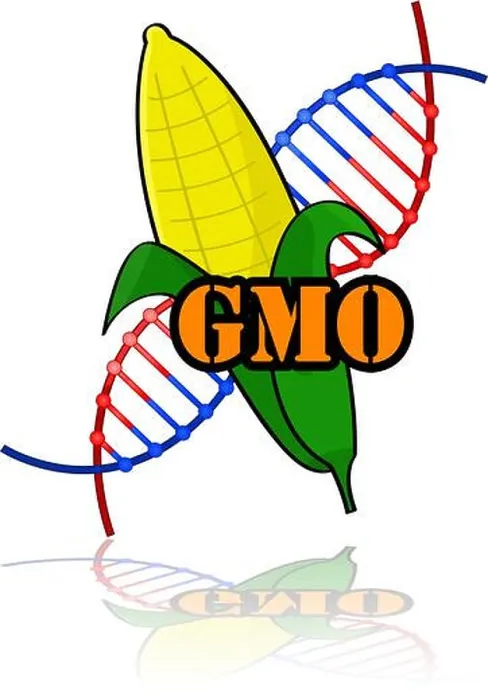 Framed Print : Concept illustration showing a genetically modified corn combined with the letters GMO and a DNA strand Framed Print : Concept illustration showing a genetically modified corn combined with the letters GMO and a DNA strand