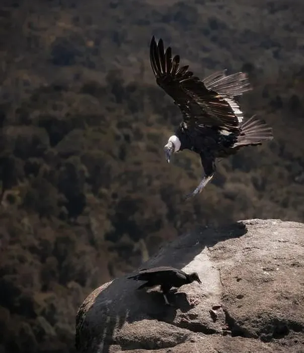 Framed Print : Condor flying in Cauca, Colombia Framed Print : Condor flying in Cauca, Colombia