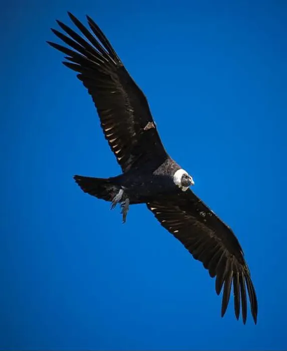 Framed Print : Condor flying in Cauca, Colombia Framed Print : Condor flying in Cauca, Colombia