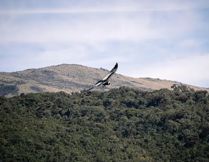 Framed Print : Condor flying in Cauca, Colombia Framed Print : Condor flying in Cauca, Colombia