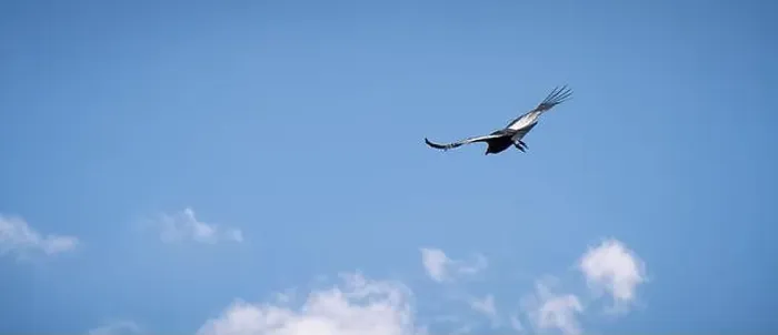 Framed Print : Condor flying in Cauca, Colombia Framed Print : Condor flying in Cauca, Colombia