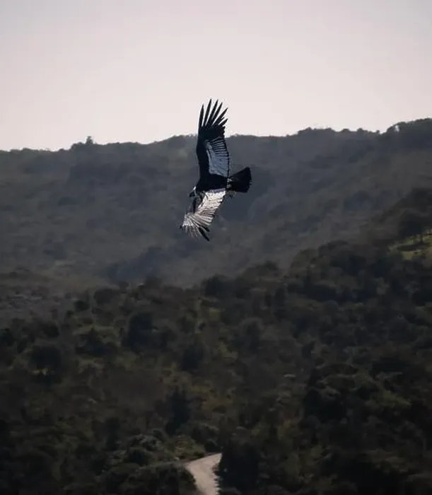 Framed Print : Condor flying in Cauca, Colombia Framed Print : Condor flying in Cauca, Colombia