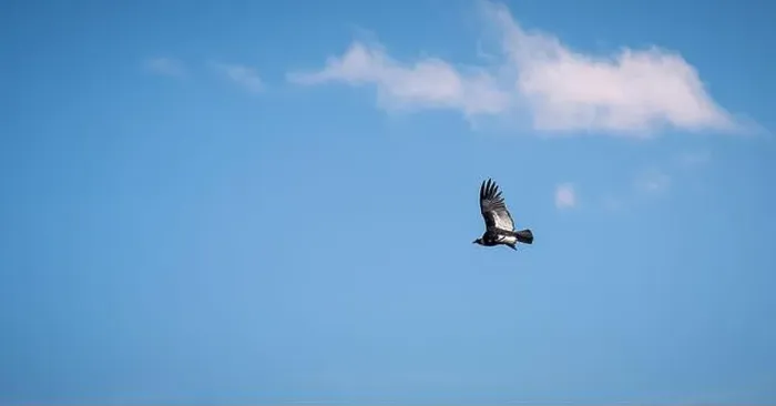 Framed Print : Condor flying in Cauca, Colombia Framed Print : Condor flying in Cauca, Colombia