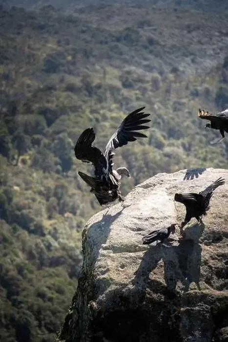 Framed Print : Condor flying in Cauca, Colombia Framed Print : Condor flying in Cauca, Colombia