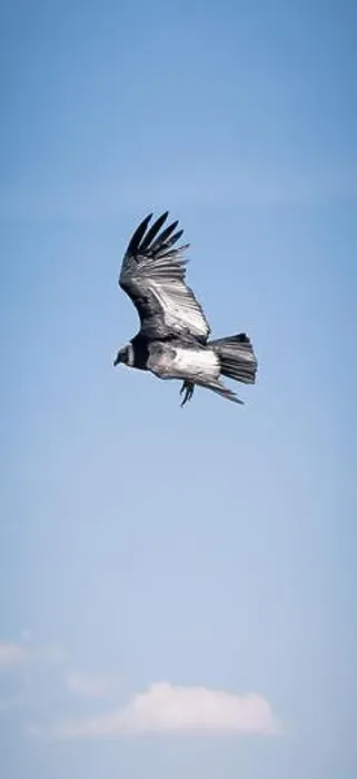 Framed Print : Condor flying in Cauca, Colombia Framed Print : Condor flying in Cauca, Colombia
