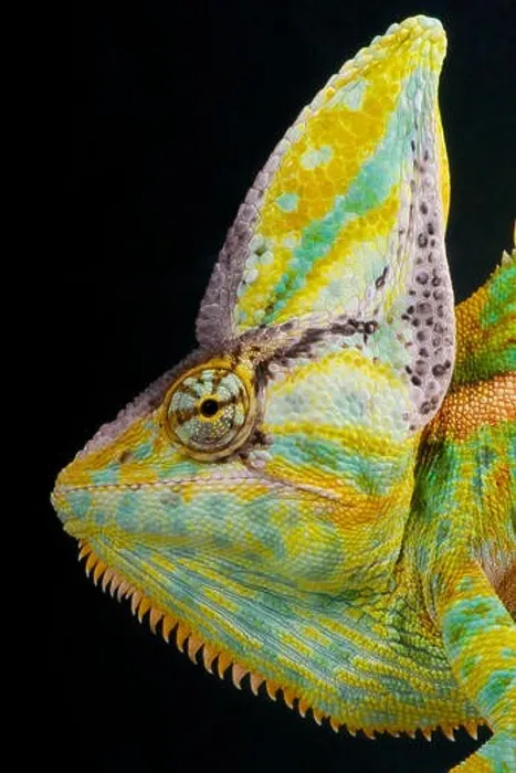 Framed Print : Cone-head chameleon / Chamaeleo calyptratus Framed Print : Cone-head chameleon / Chamaeleo calyptratus