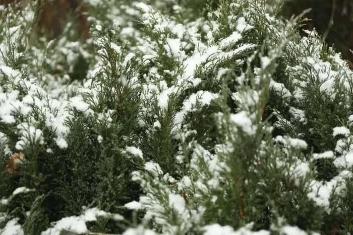 Framed Print : Conifer tree with snow, close up and selective focus Framed Print : Conifer tree with snow, close up and selective focus