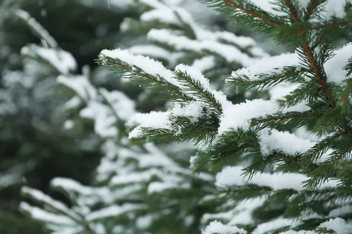 Framed Print : Conifer tree with snow, close up and selective focus Framed Print : Conifer tree with snow, close up and selective focus