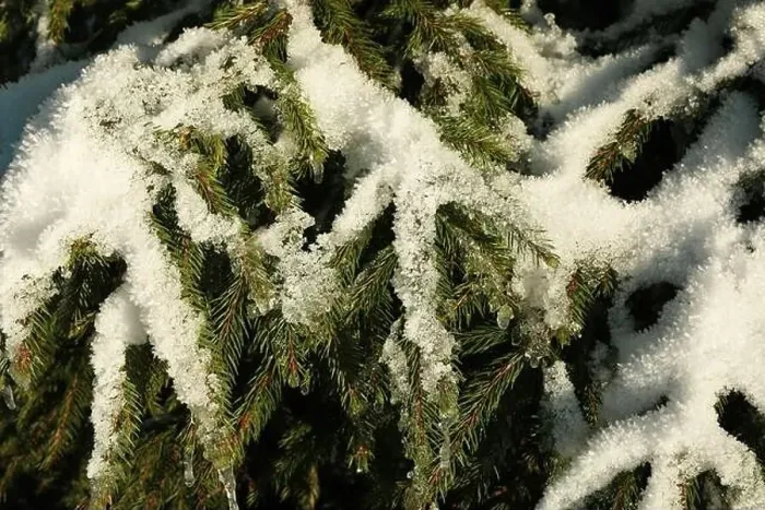 Framed Print : Conifer tree with snow in sunny day, close up Framed Print : Conifer tree with snow in sunny day, close up