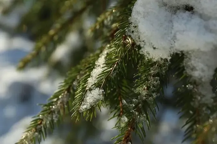 Framed Print : Conifer tree with snow in sunny day, close up Framed Print : Conifer tree with snow in sunny day, close up