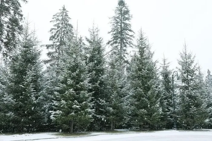Framed Print : Conifer trees in snowy day in Carpathian ski resort Framed Print : Conifer trees in snowy day in Carpathian ski resort