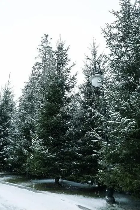 Framed Print : Conifer trees in snowy day in Carpathian ski resort Framed Print : Conifer trees in snowy day in Carpathian ski resort