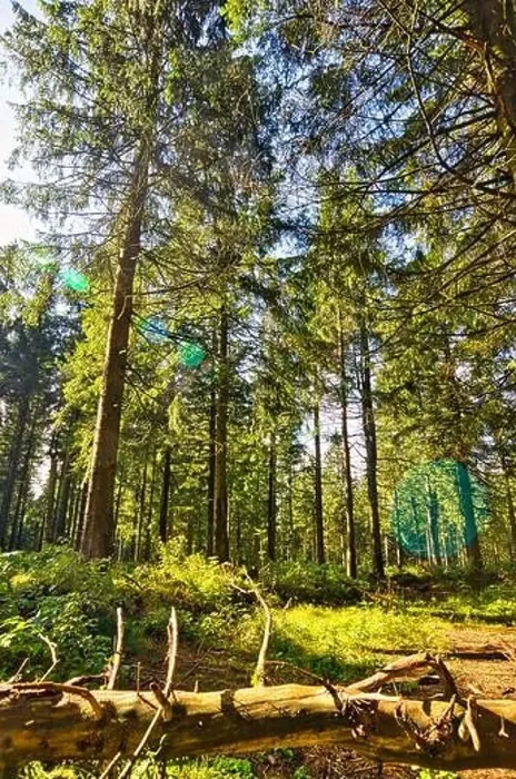 Framed Print : Coniferous forest in the Harz Mountains in Lower Saxony in Germany Framed Print : Coniferous forest in the Harz Mountains in Lower Saxony in Germany