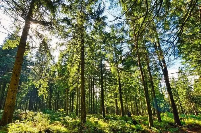 Framed Print : Coniferous forest in the Harz Mountains in Lower Saxony in Germany
