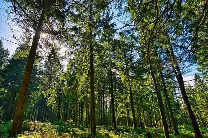 Framed Print : Coniferous forest in the Harz Mountains in Lower Saxony in Germany Framed Print : Coniferous forest in the Harz Mountains in Lower Saxony in Germany