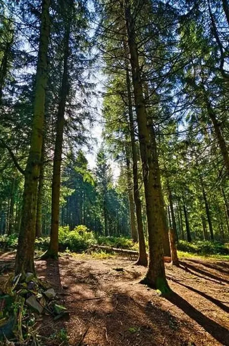 Framed Print : Coniferous forest in the Harz Mountains in Lower Saxony in Germany Framed Print : Coniferous forest in the Harz Mountains in Lower Saxony in Germany