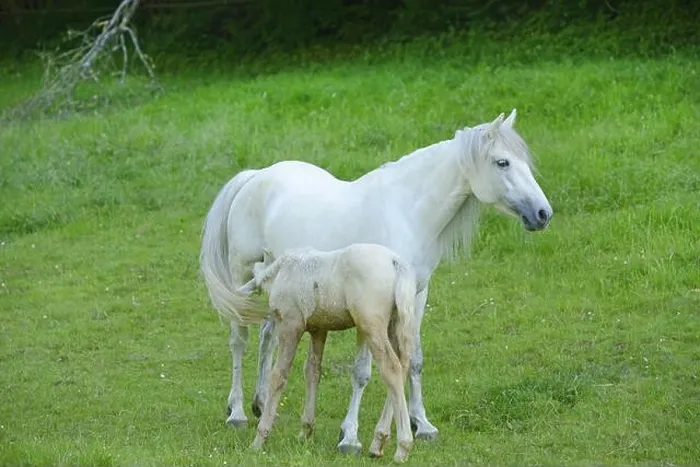 Framed Print : Connemara pony (Equus przewalskii f. caballus), mare with their foal on a big paddock, Germany Framed Print : Connemara pony (Equus przewalskii f. caballus), mare with their foal on a big paddock, Germany