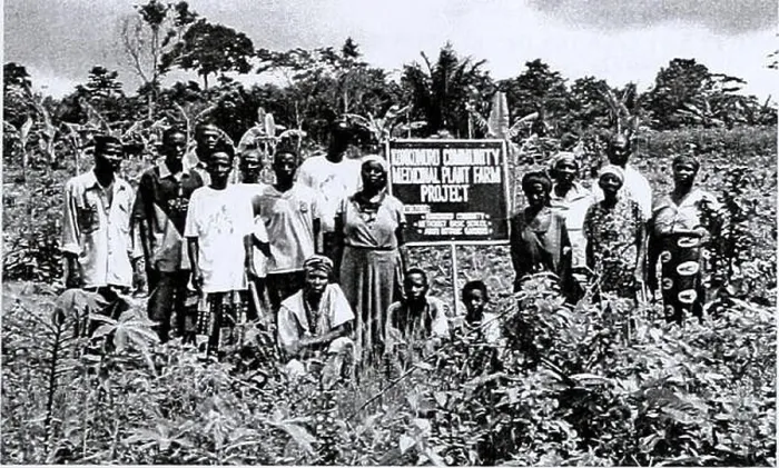 Framed Print : Conservation and sustainable use of medicinal plants in Ghana: conservation report.. Konkonuru villagers at the Community Medicinal Plant Farm Aburi Framed Print : Conservation and sustainable use of medicinal plants in Ghana: conservation report.. Konkonuru villagers at the Community Medicinal Plant Farm Aburi