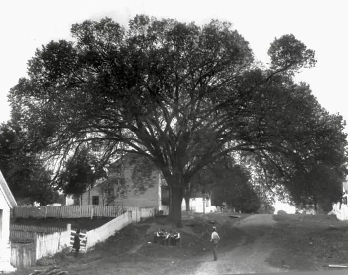 Framed Print : The Constitutional Elm Tree of Indiana under which the constitution of the state of Indiana was written - 1916 Framed Print : The Constitutional Elm Tree of Indiana under which the constitution of the state of Indiana was written - 1916
