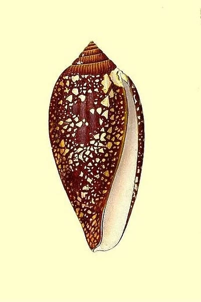 Conus Aulicus, Chain-spotted Brunette Cone Coloured Plate from The Naturalist's repository, or