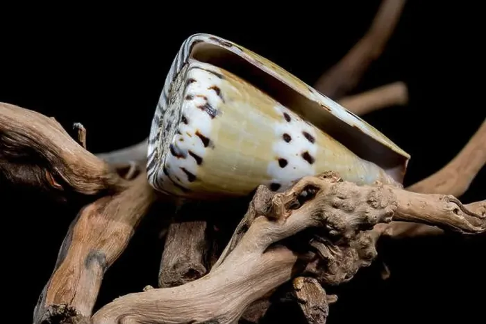 Framed Print : Conus Mustelinus Shell on Driftwood Framed Print : Conus Mustelinus Shell on Driftwood