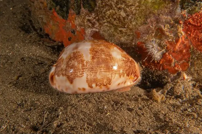 Framed Print : Conus Textile On the seabed in the Red Sea, Eilat Israel