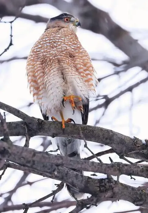 Framed Print : Cooper's hawk perching on a tree branch, Quebec, Canada Framed Print : Cooper's hawk perching on a tree branch, Quebec, Canada