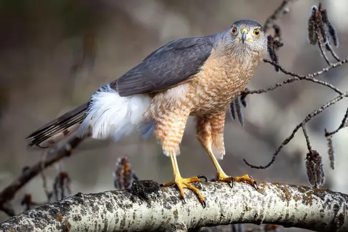 Framed Print : Cooper's hawk predatory bird standing on a tree branch found at a Calgary Park in Western Canada Framed Print : Cooper's hawk predatory bird standing on a tree branch found at a Calgary Park in Western Canada