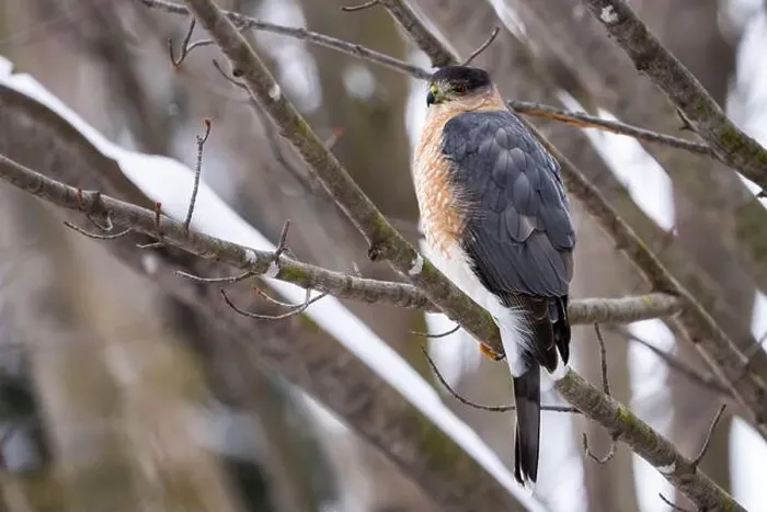 Framed Print : Cooper's hawk resting on a perch during winter Framed Print : Cooper's hawk resting on a perch during winter