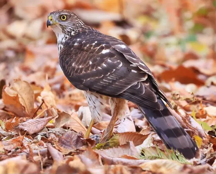 Framed Print : Cooper's Hawk standing on the ground with his prey surrounded by autumn leaves, Quebec, Canada Framed Print : Cooper's Hawk standing on the ground with his prey surrounded by autumn leaves, Quebec, Canada